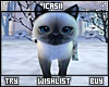 Kitten Cat