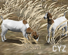 !CYZ With You Goat