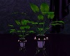 Violet Dream Plant