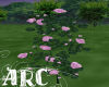 ARC, Soft Fuchsia Roses