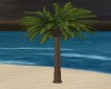 TALL PALM TREE #2