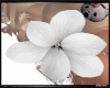 white flower head
