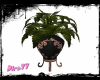 Pink Moon Plant
