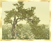 🍃Old Field Tree