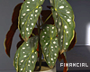 Calathea Plant