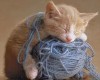 Katt's Cat & Yarn