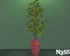 _NeNa Plant_