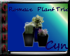 Romance Plant Trio