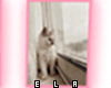 E_ELA Family Cat