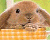 Bunny In A Basket