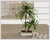 Beach Palm Plant