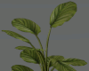 074 Derivable Plant