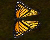 Animated Butterflies