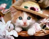 Cute Cat Poster