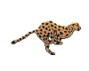 Leopard(animated)