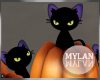 ~M~ | Kitties/Pumpkins