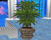 Temple of Lust Plant