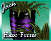 Purple Haze Ferns