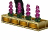 Orchids in a Planter