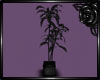 Corset Plant (Lavender)