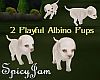2 Playful Albino Pups