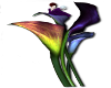 Calla Lily Witch