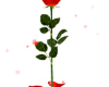 Valentine Rose Avatar