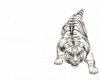 tigre da gurdia    F/M