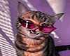 🅲 Cat Cut