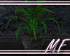 ~MF~ Divine Fern Plant