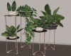 Modern Indoor plants XL