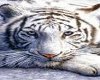 white tiger rug
