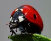 Ladybug and Dewdrop