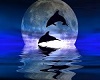MoonLight Dolphin Room