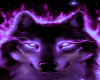 Purple Wolf Club