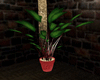 (DN)A.I.F.U Plant
