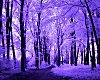 ©CEXP Purple Forest