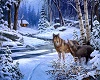 Snowy Wolf Picture