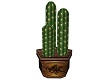 Tall western cactus