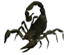Scorpios Pet