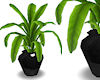!Cafe palm black pot