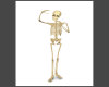 (SS)Skeleton