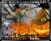 (D)Pumpkin Display