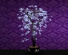 purple dreams plant