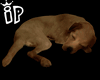 IP Gold Retriever Pup