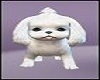 White Dog Puppy