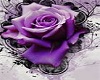 purple rose background