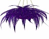 Hanging Purple Passion 