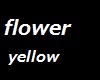 K flower yellow M