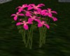 dark pink flowers